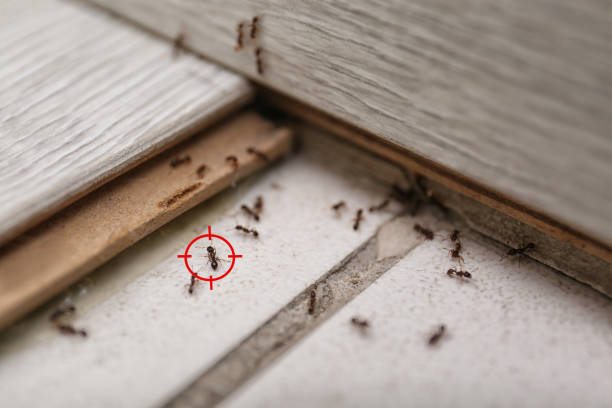 Best Residential Pest Control  in Assumption, IL