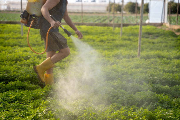 Best Ant Control Services  in Assumption, IL