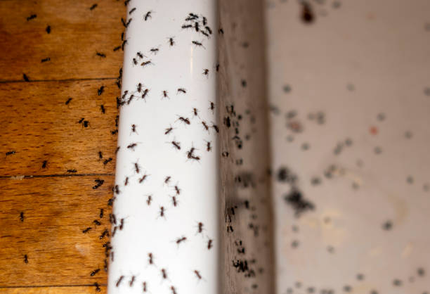 Best Exterminator Services  in Assumption, IL