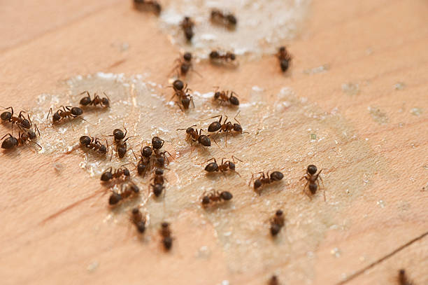 Best Bed Bug Extermination  in Assumption, IL