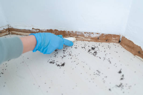 Best Local Pest Control Services  in Assumption, IL